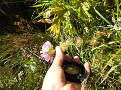Sidalcea calycosa rhizomata