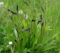 Plantago lanceolata