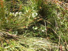 Sidalcea calycosa rhizomata