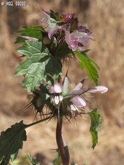 Moluccella spinosa
