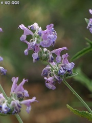 Nepeta curviflora
