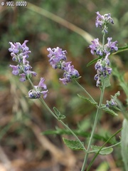 Nepeta curviflora