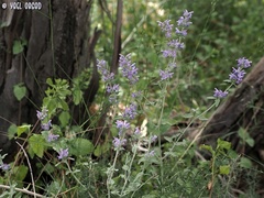 Nepeta curviflora