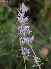 Nepeta curviflora
