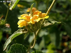 Phlomis viscosa