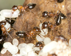 Crematogaster cerasi