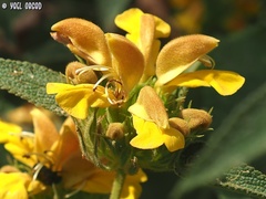 Phlomis viscosa