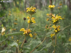 Phlomis viscosa