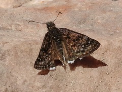 Erynnis pacuvius