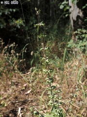 Salvia judaica
