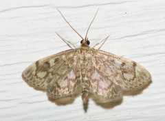 Anania tertialis