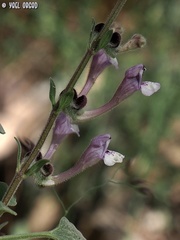 Scutellaria brevibracteata