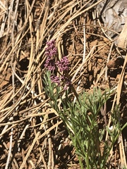 Lomatium engelmannii