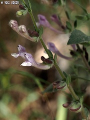 Scutellaria brevibracteata