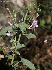 Scutellaria brevibracteata