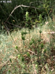 Sideritis perfoliata