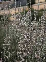 Teucrium creticum