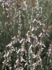 Teucrium creticum