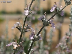 Teucrium creticum