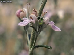 Teucrium creticum