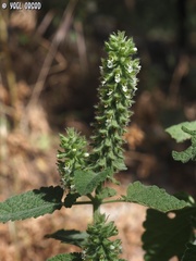 Teucrium lamiifolium