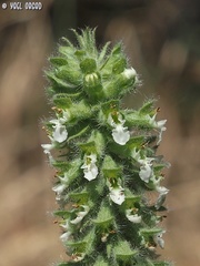 Teucrium lamiifolium