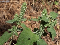 Teucrium lamiifolium