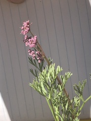 Lomatium engelmannii