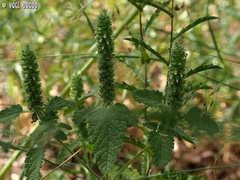 Teucrium lamiifolium