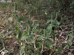 Teucrium lamiifolium