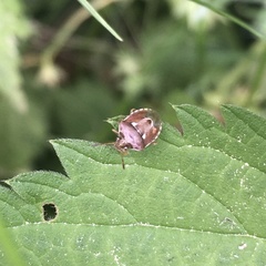Stagonomus bipunctatus pusillus