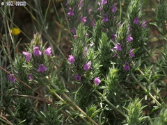 Thymbra spicata