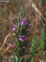 Thymbra spicata