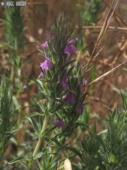 Thymbra spicata