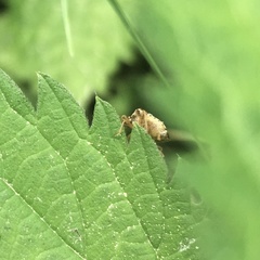 Stagonomus bipunctatus pusillus
