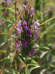 Thymbra spicata