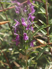 Thymbra spicata