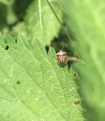 Stagonomus bipunctatus pusillus