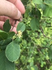 Amelanchier nantucketensis
