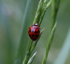 Harmonia axyridis