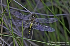 Celithemis martha