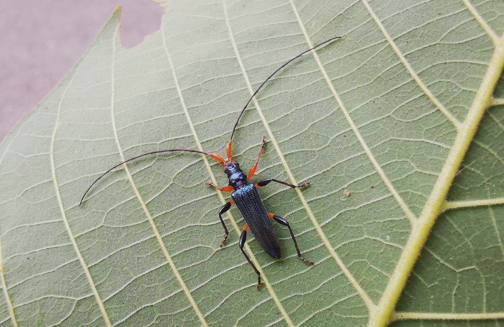 Melegena diversipes