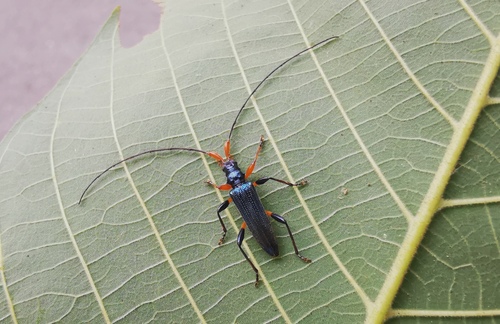 Melegena diversipes