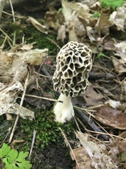 Morchella angusticeps