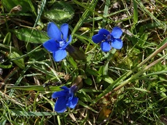 Gentiana verna