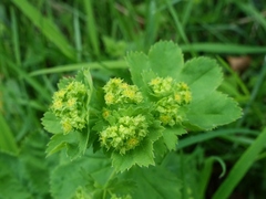 Alchemilla xanthochlora