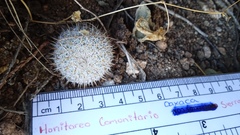 Mammillaria albilanata