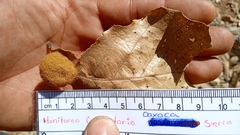 Striatoandricus nievesaldreyi