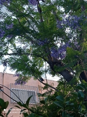 Garrulus glandarius atricapillus