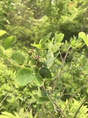 Amelanchier nantucketensis